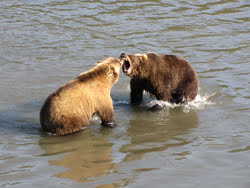 Kamtjatkabjörnar slåss vid laxfisket