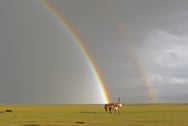 Hästar och dubbla regnbågar över stäppen i Mongoliet